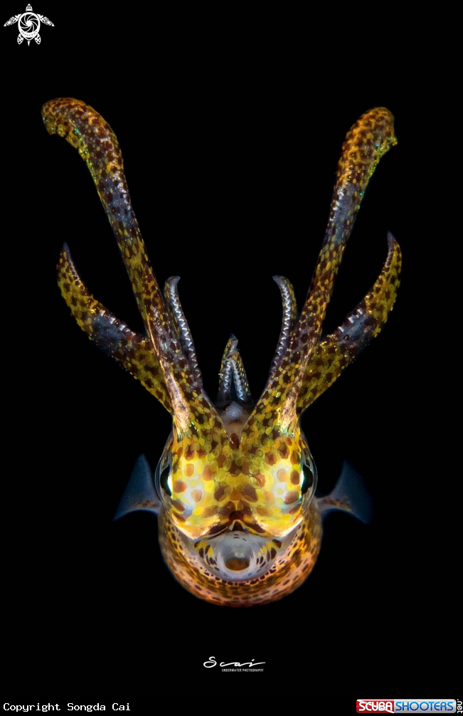 A Squid