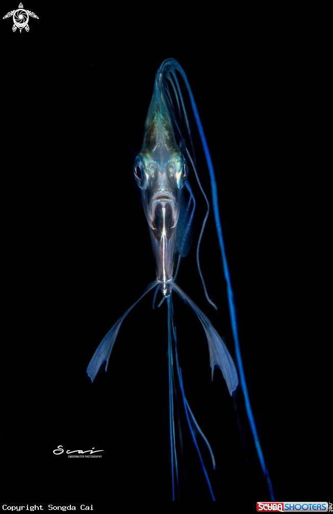 A A.Ciliaris