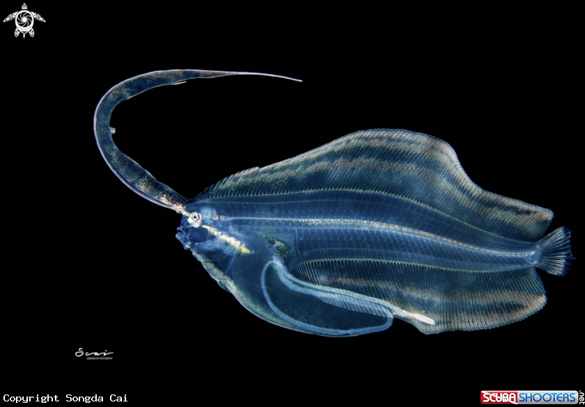 A Flounder