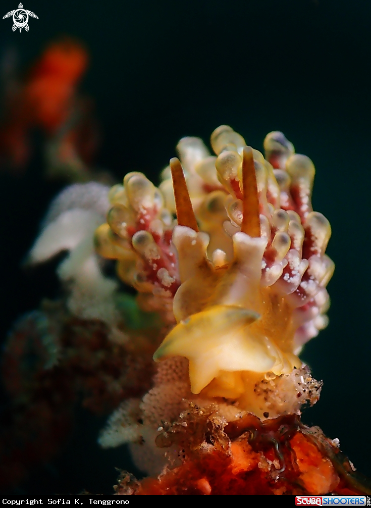 A Nudibranch