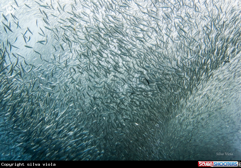 A Sardine