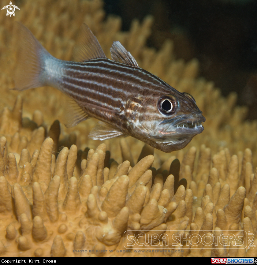 A Tiger Cardinalfish
