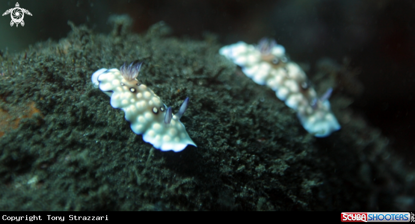 A Bus stop nudibranch