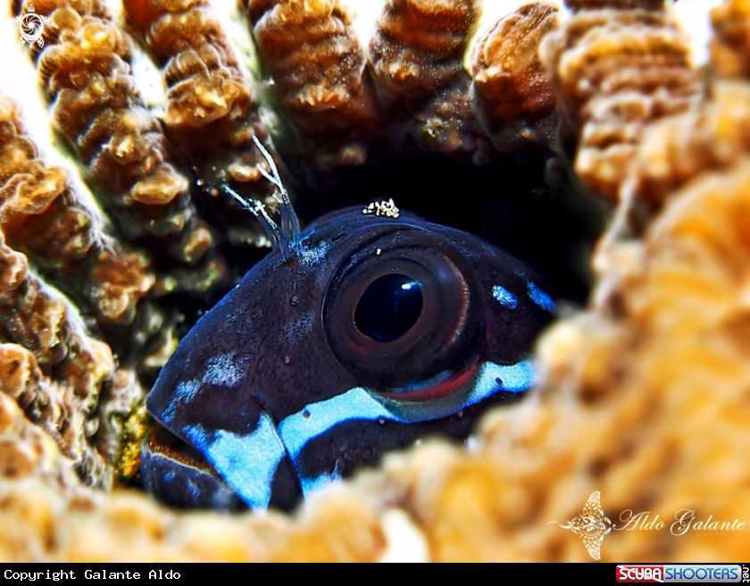 A Black Combtooth Blenny 
