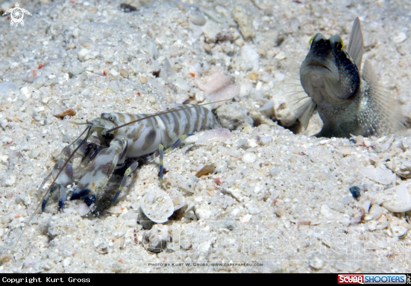 A Shrimp-Gobi