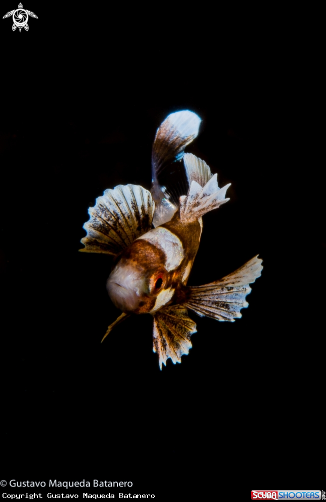 A Arlequin Sweetlips juvenile