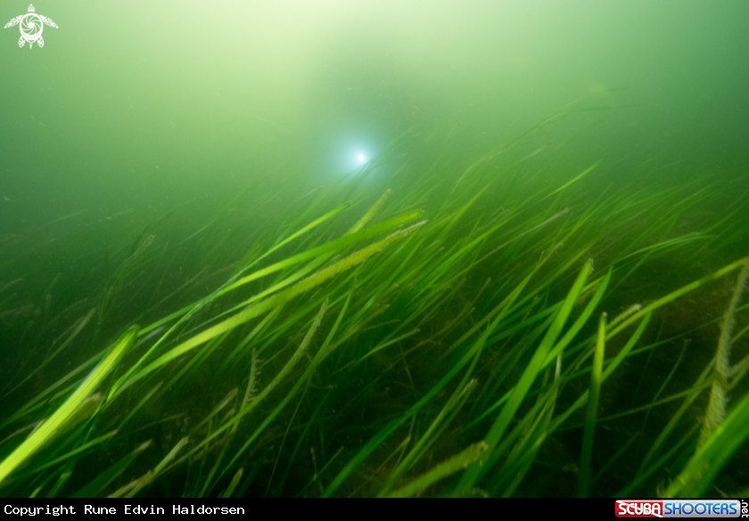 A Common eelgrass