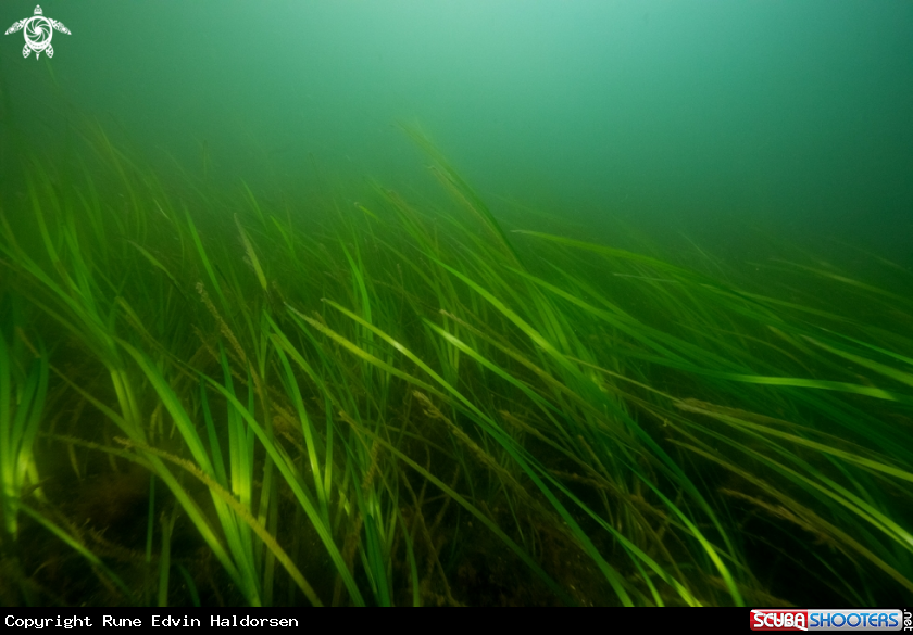 A Common Eelgrass