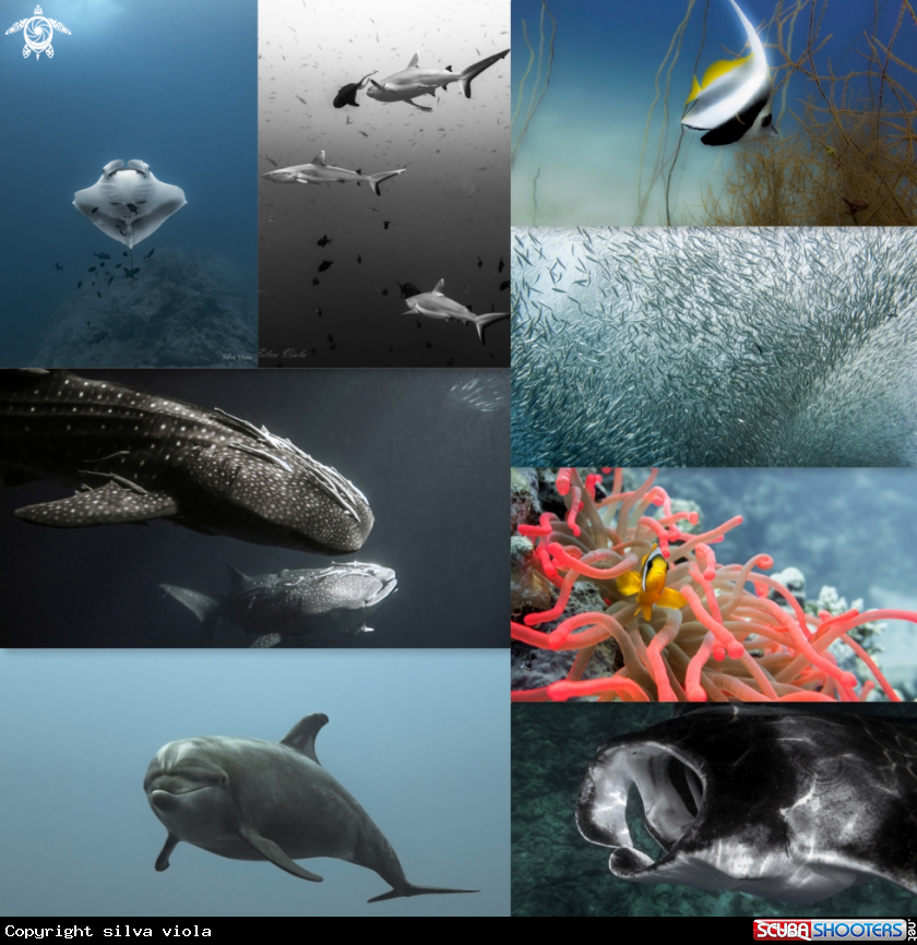 A Wonderful Ocean Life