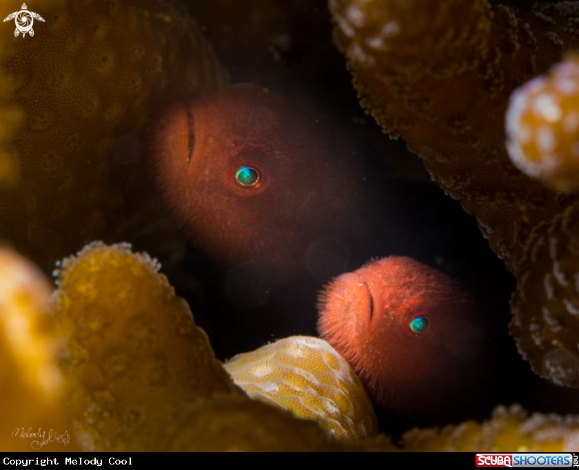 A Ponda Goby
