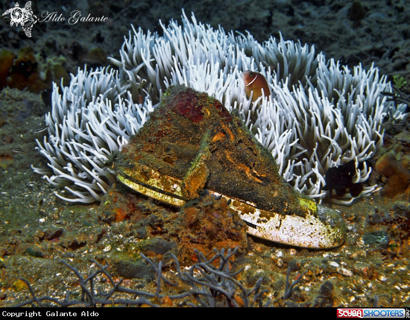 A Clownfish and Sneaker