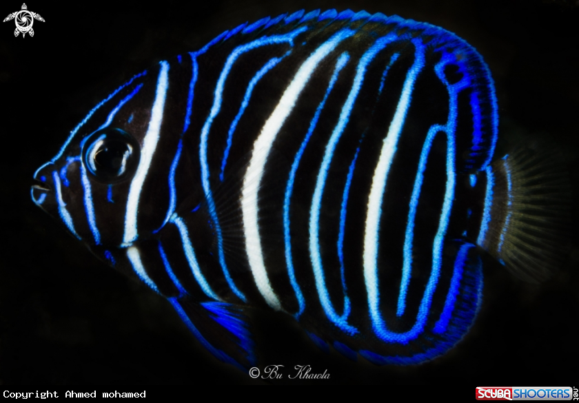A Angelfish 