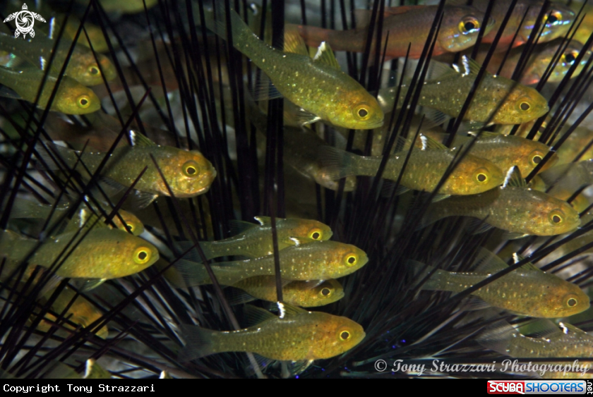 A Frost-fin cardinalfish