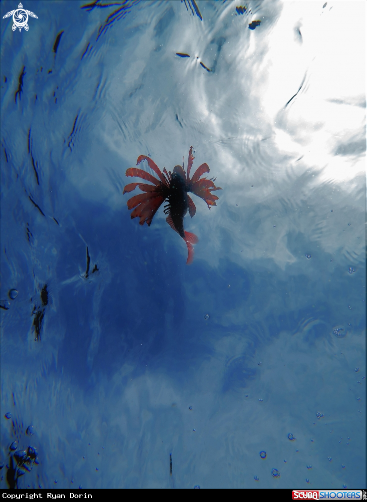 A Lionfish