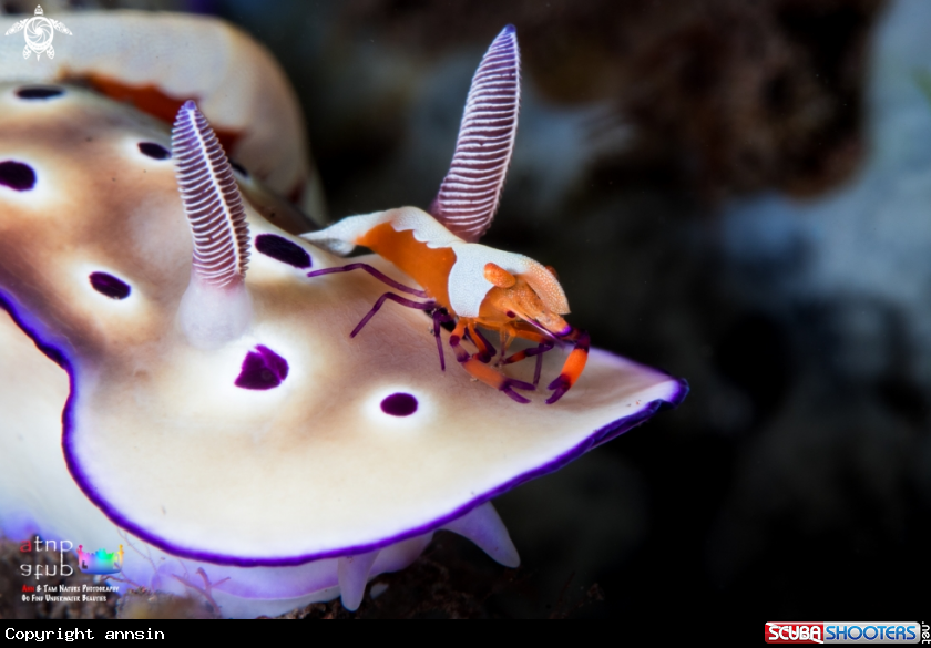 A Zenopontonia rex atop Hypselodoris tryoni
