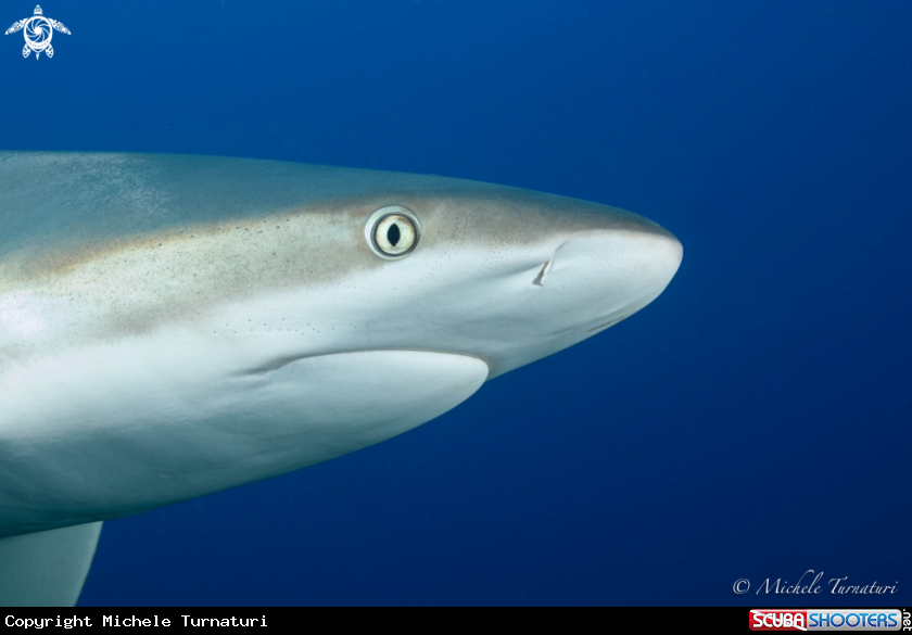 A Reef Shark