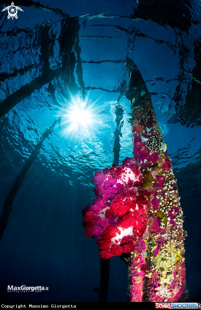 A soft coral