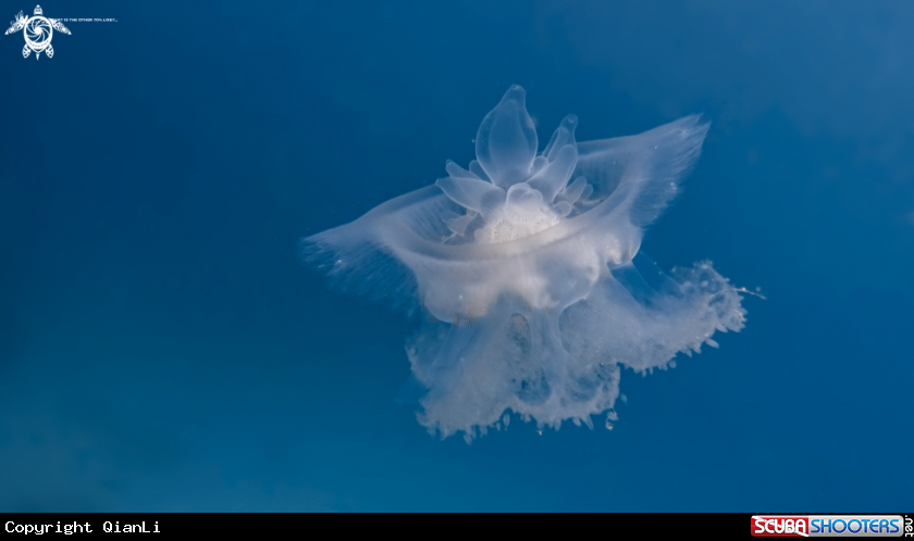 A Crown Jellyfish