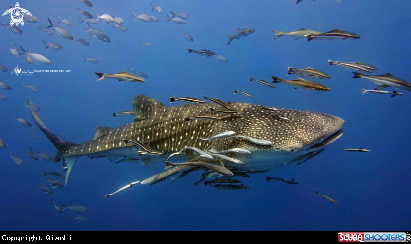 A Whale Shark