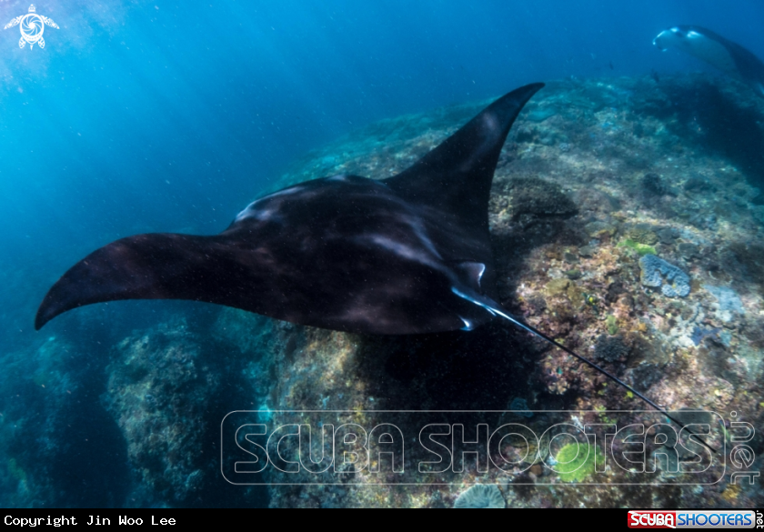 A Oceanic Manta Ray