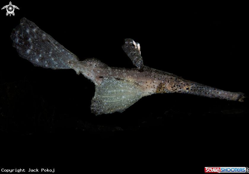 A Robust ghost pipefish