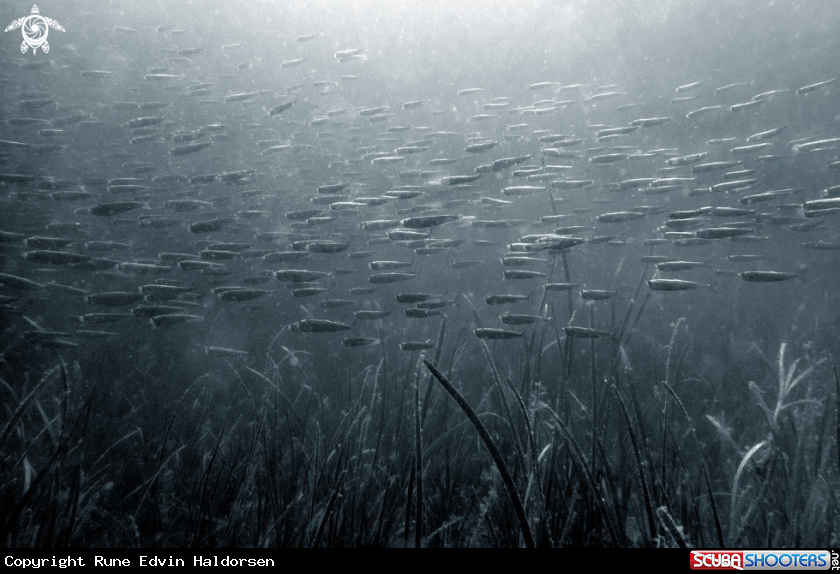 A Herring