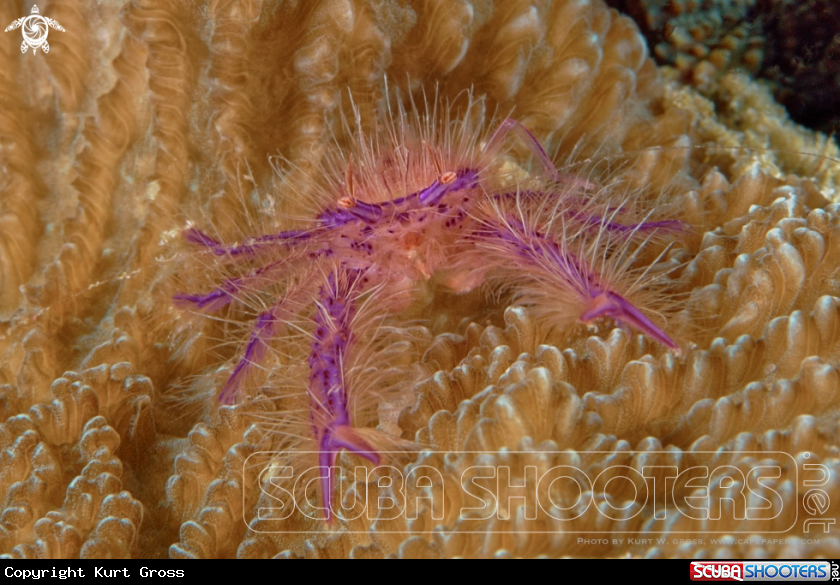 A Pink Squad Lobster