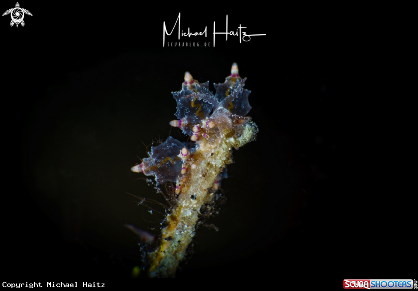 A Eubranchus Sp