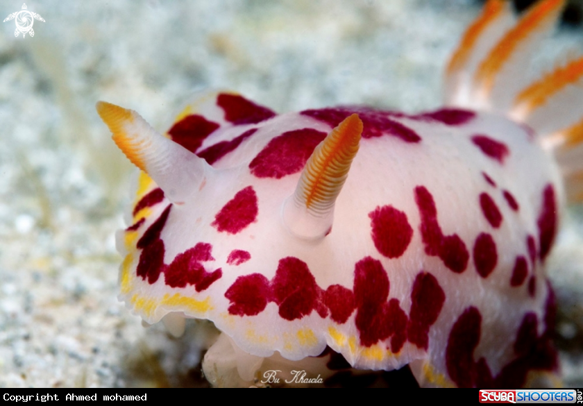 A Nudibranch 