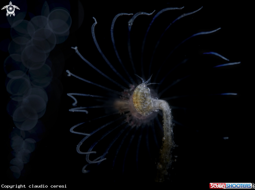 A Amphipodes