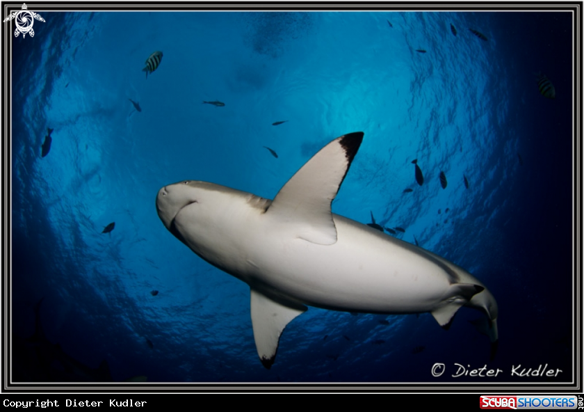 A Sharks