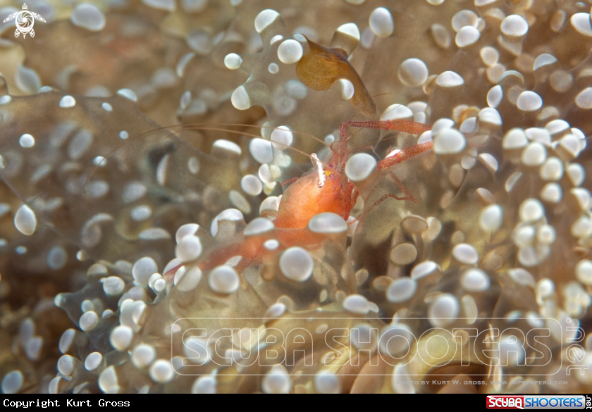 A Shrimp