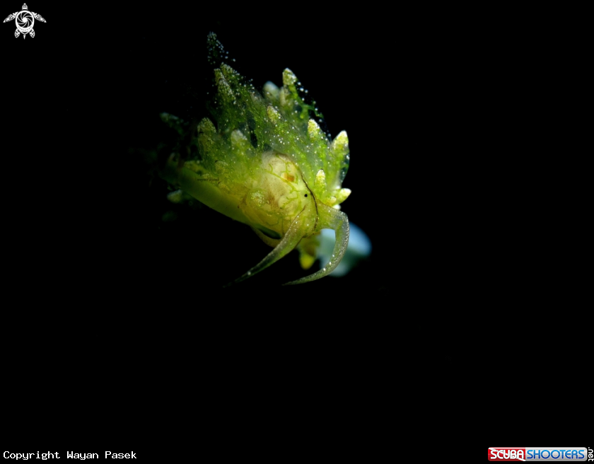 A Stiliger sp