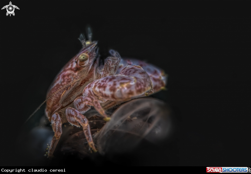 A porcelain crab