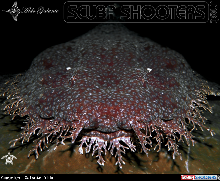 A Tasselled Wobbegong Shark