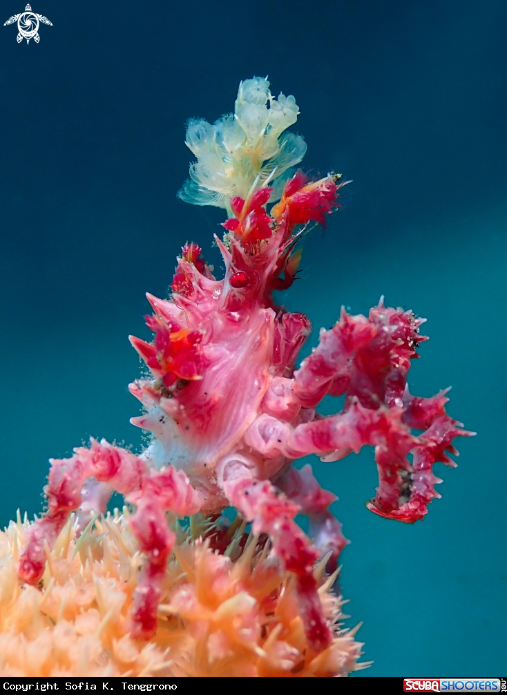 A Candy Crab