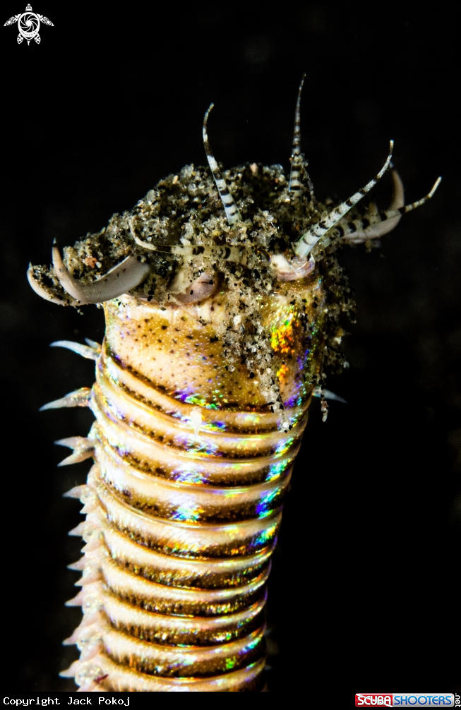 A Bobbit worm