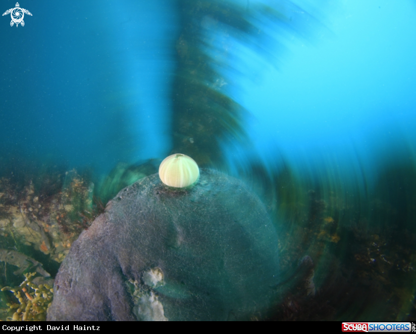 A Sea Urchin
