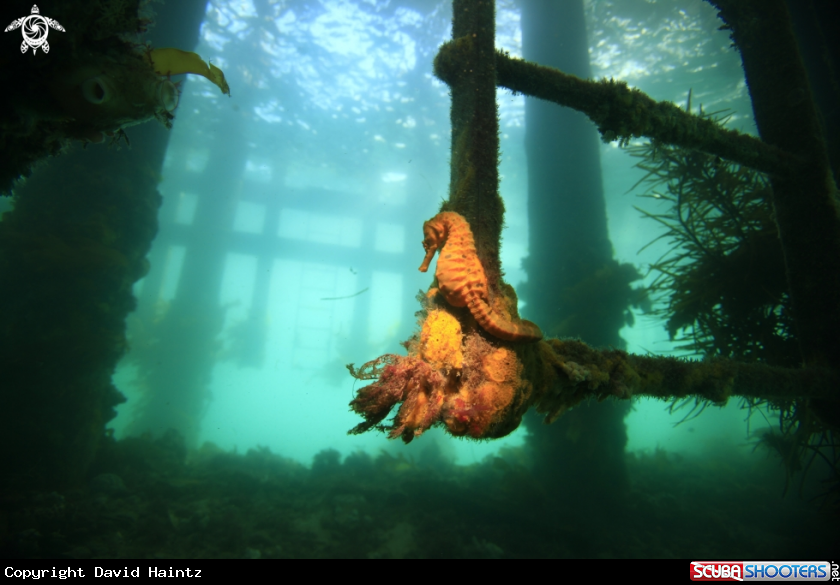 A Seahorse