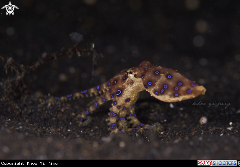 A Blue Ring Octopus