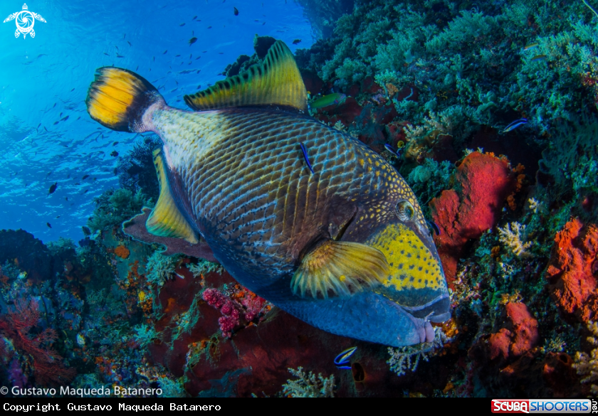 A Titan triggerfish