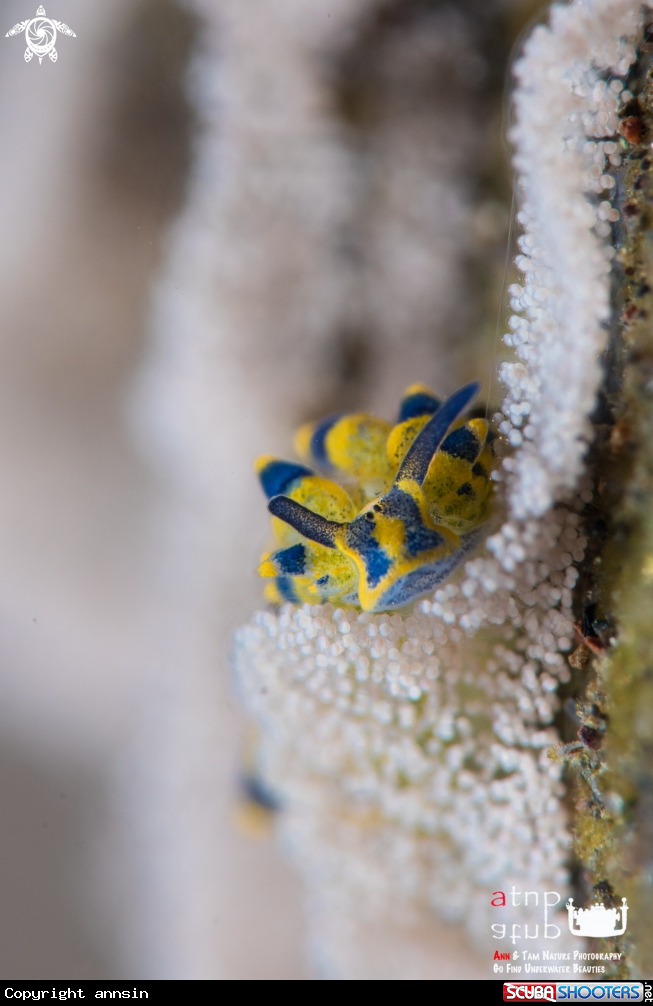 A Costasiella sp.
