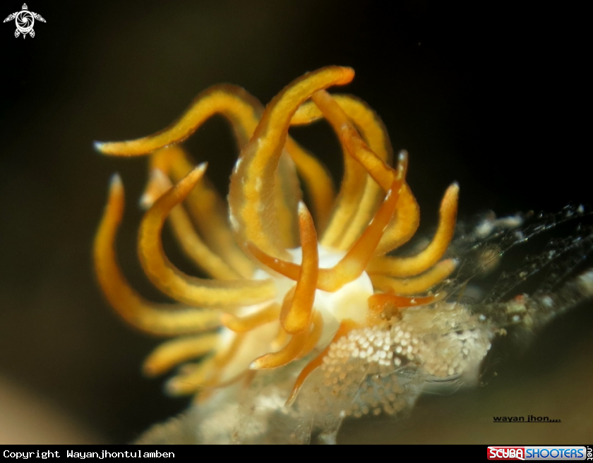A Phyllodesmium