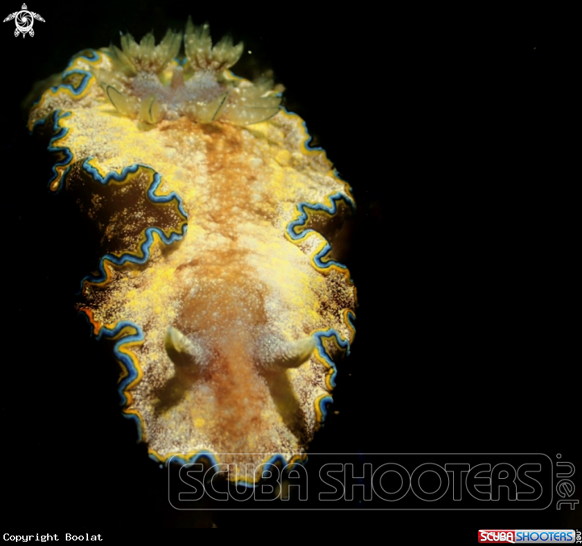 A nudibranch