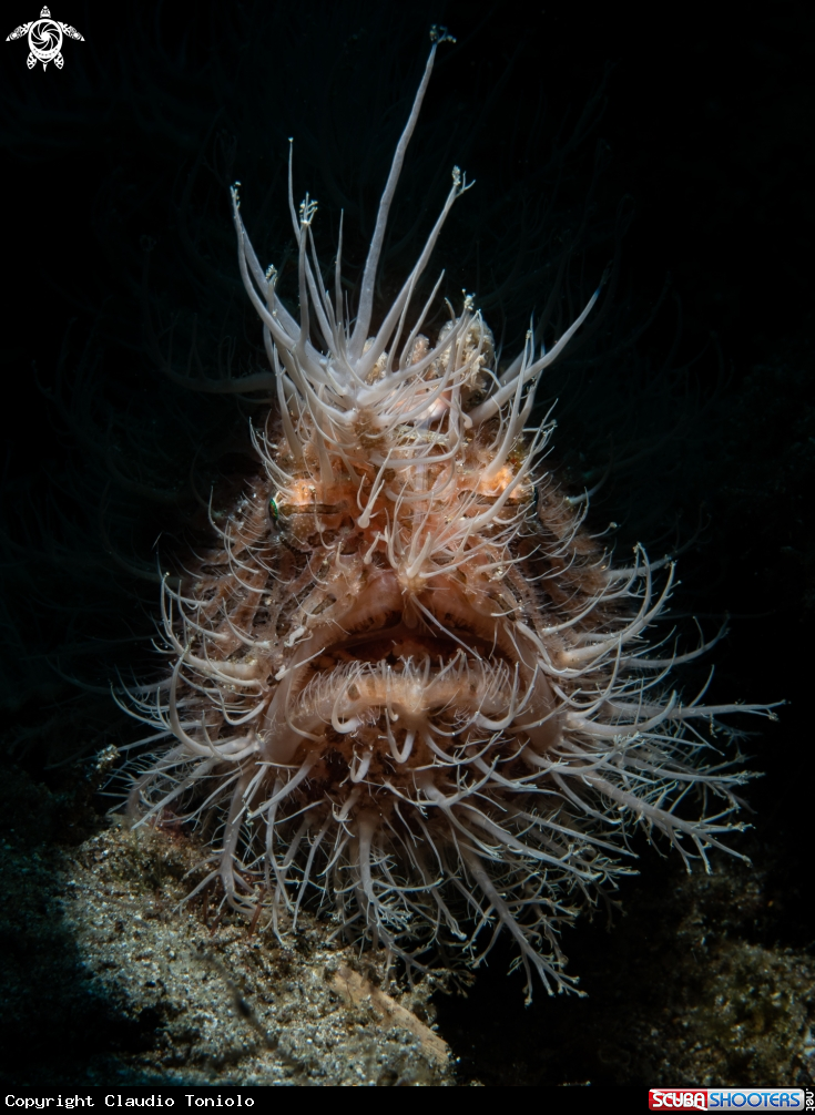 A Hairy Frogfish