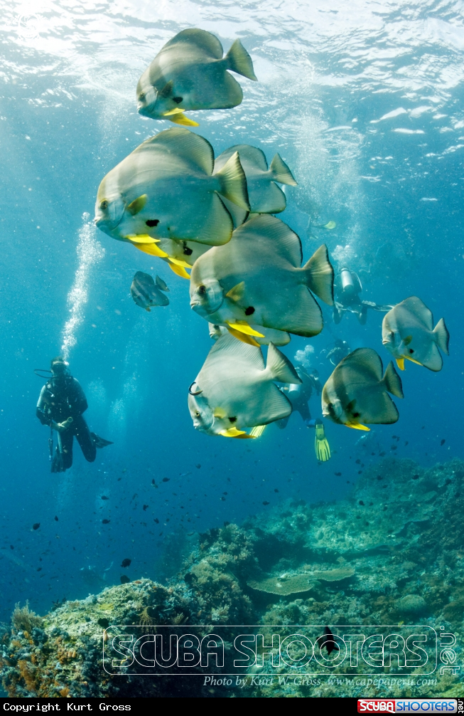 A Bat Fish
