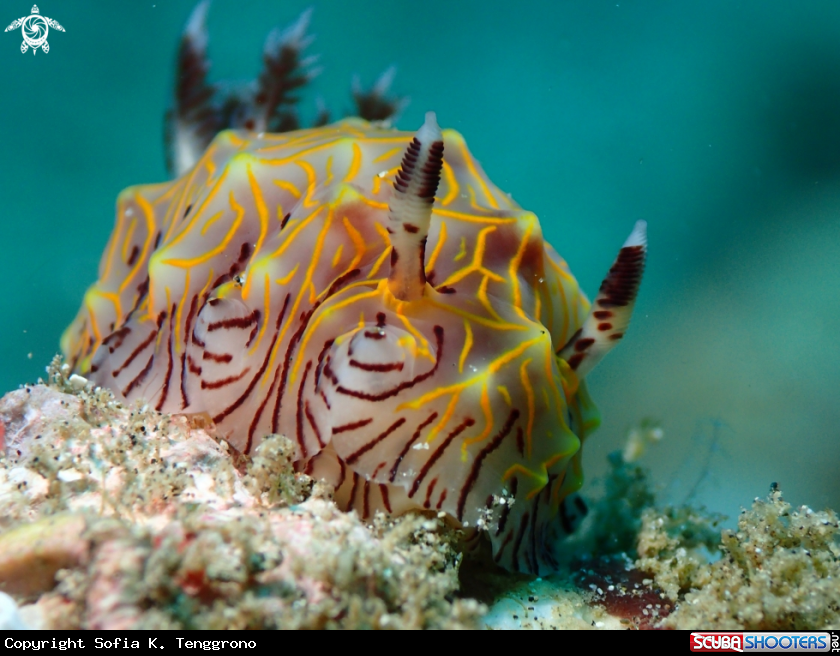 A Nudibranch