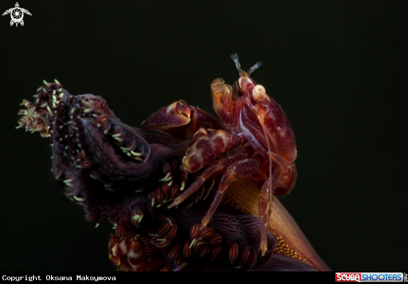 A Porcelain Crab 