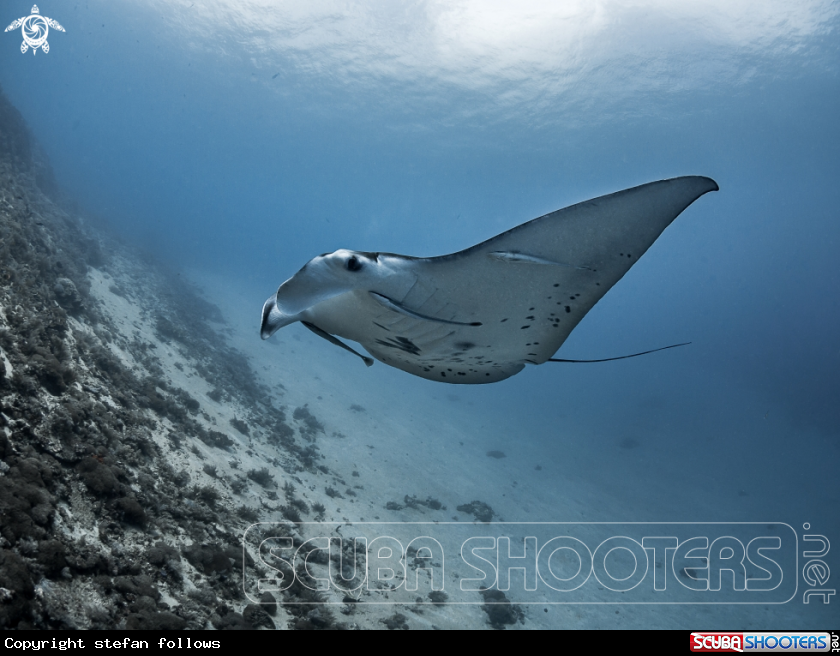 A Manta Ray