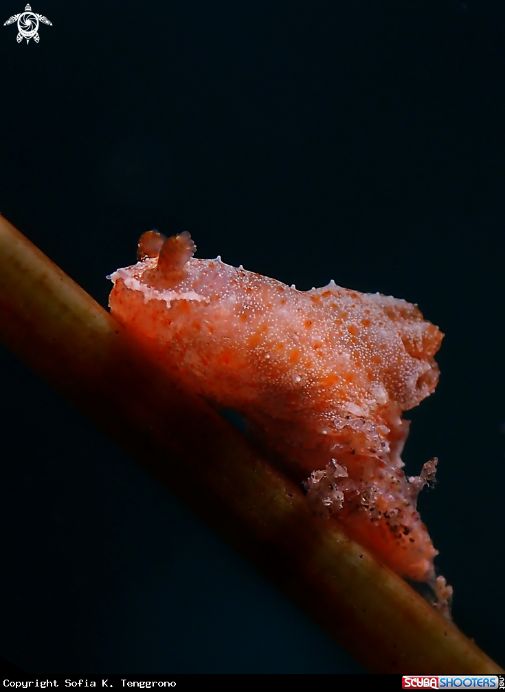 A Nudibranch